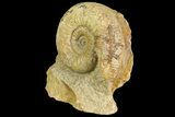Jurassic Ammonite (Stephanoceras) Fossil - England #171245-2